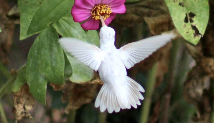 rare white hummingbird, albino hummingbird sipping zinnia flower nectar